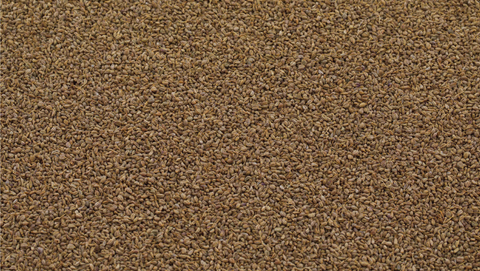 Explore the supreme medical uses of Ajwain